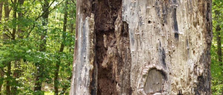 Sous l'écorce d'un Géant.