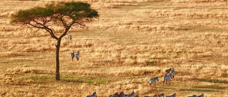 Faune sud-africaine (2)