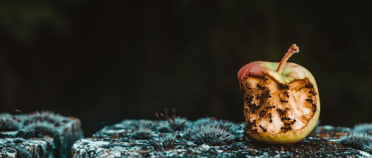 Trouve ta niche est un très mauvais conseil. Voici pourquoi.