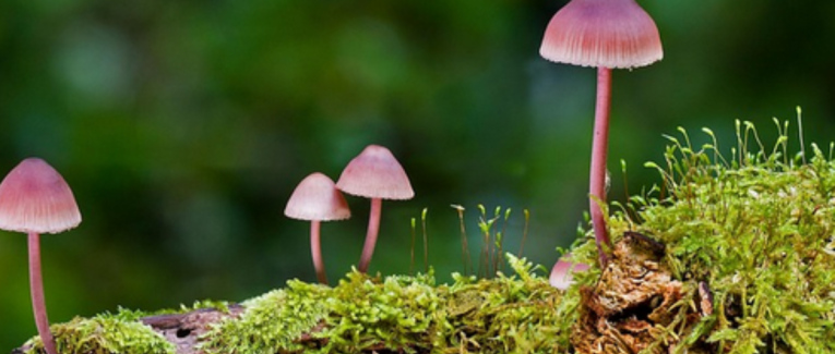 Un bien vilain Champignon