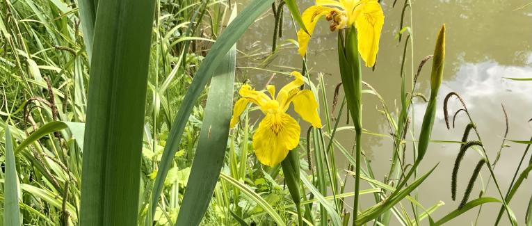 Le jardin du 24 Mai