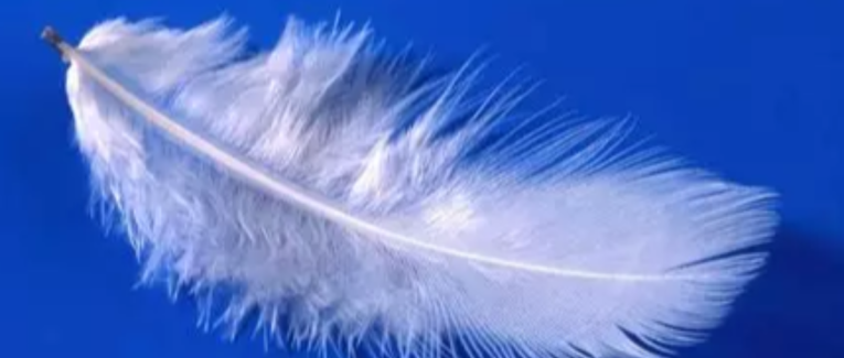 Les plumes de l'aurore
