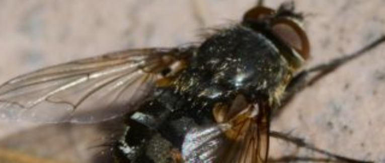 Mouche (5-7-5)