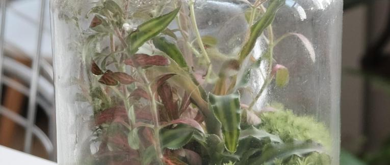 Terrarium - part 1