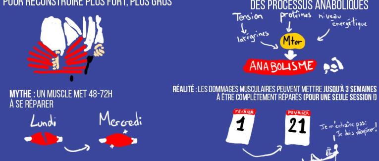 L'anabolisme : mythe vs réalité