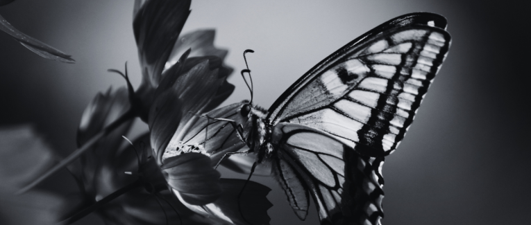 Episode 2 - La phrase aux papillons