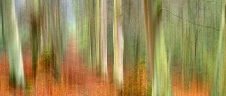 Mini expo photo 13 : La forêt