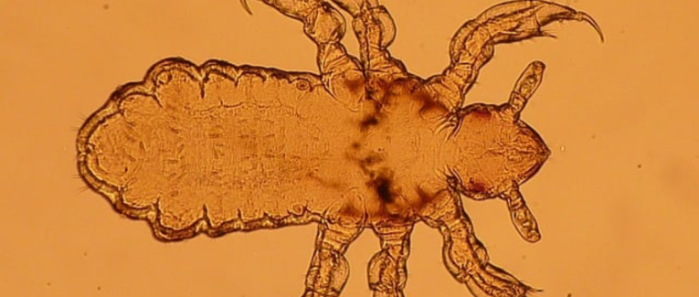 Ado détestée : aimée de personne, personne pour toi