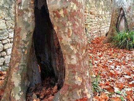 Toi mon arbre