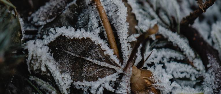 Glace