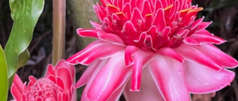 FLEUR: Concours RENAISSANCE