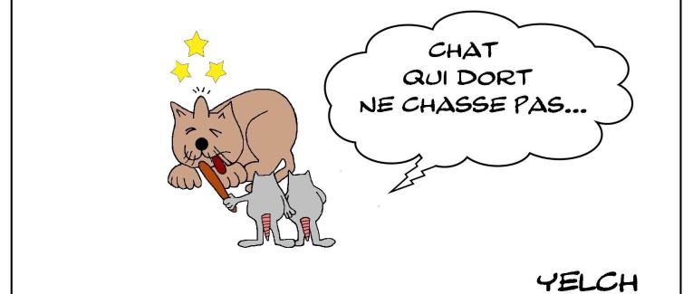 Chat au ( bout de ) bois (sur le crâne ) dormant