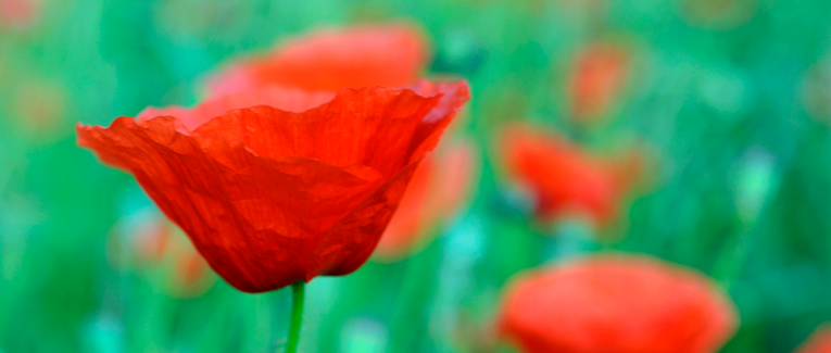 Mini expo photo 20 : Les taches rouges