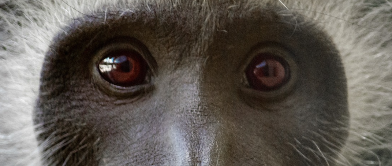 Un petit singe qui sait s'adapter