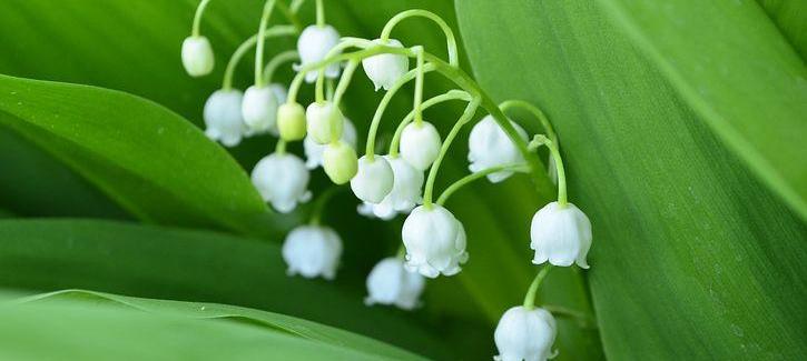 Muguet
