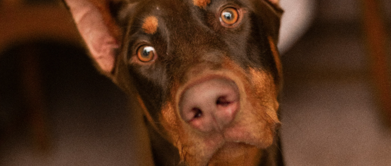 Panodyssey dans un Jeu de Quilles