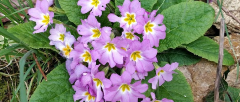 Les petites fleurs jaillissent