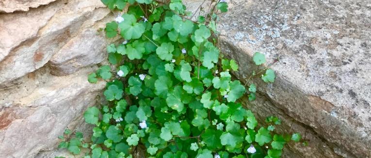 Le jardin du 26 Juillet