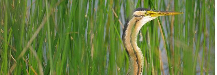 Qq oiseaux (3)