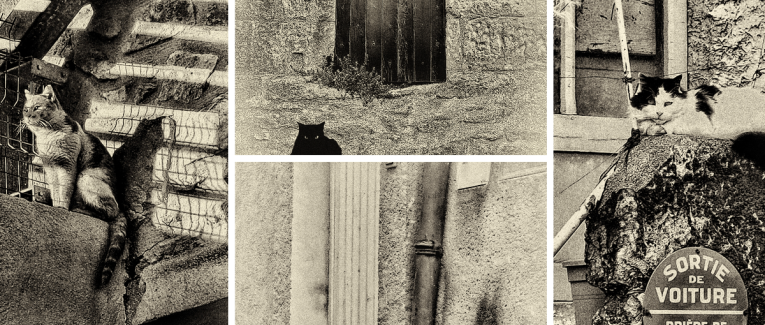 Chat rit varie...
