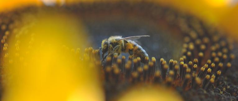 Abeilles