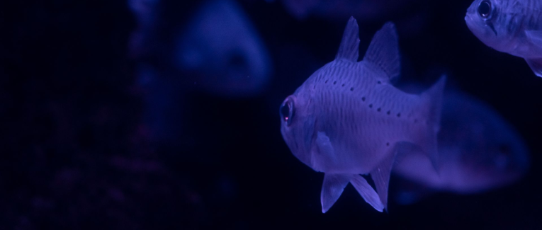 Le poisson qui tire