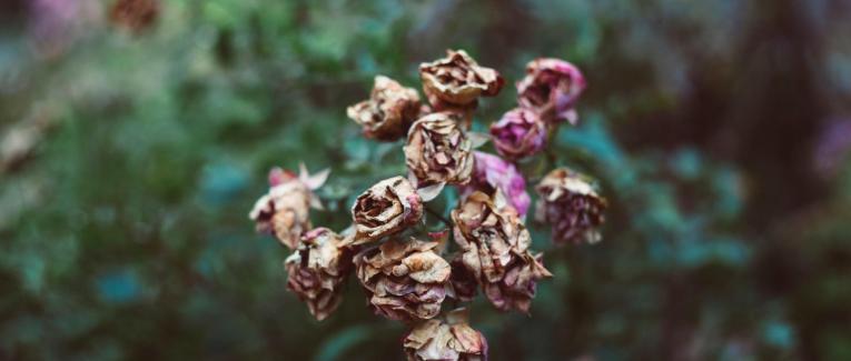 Le silence fane les fleurs