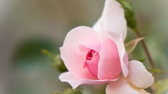 Chapitre 22 L'adieu de Pierre.