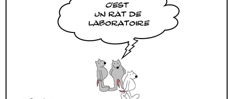 Rat de laboratoire