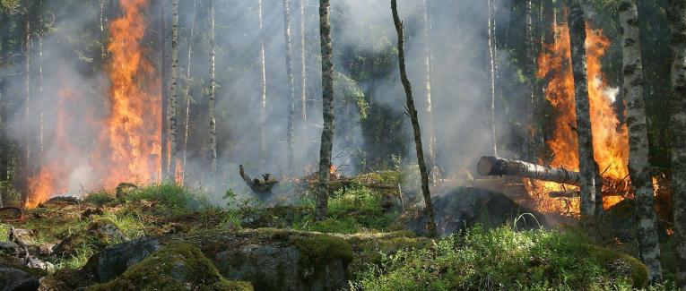 Feu de forêt