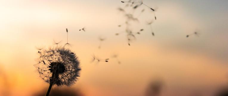 Enfermés mais libres