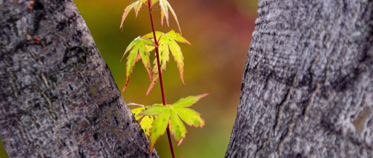 L'ARBRE