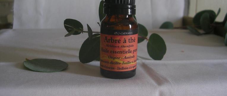 TEA TREE- Arbre à Thé