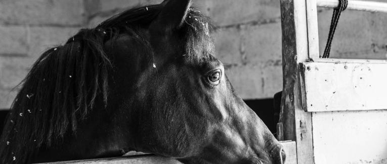 Ecurie Kevyn Thonnerieux : Qui es tu Mélissande Chabran ?