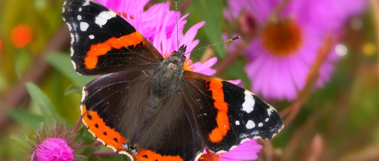 Adieu papillon