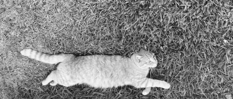 Mon Jack