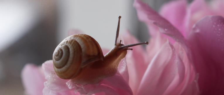 L'escargot qui parlait aux oiseaux