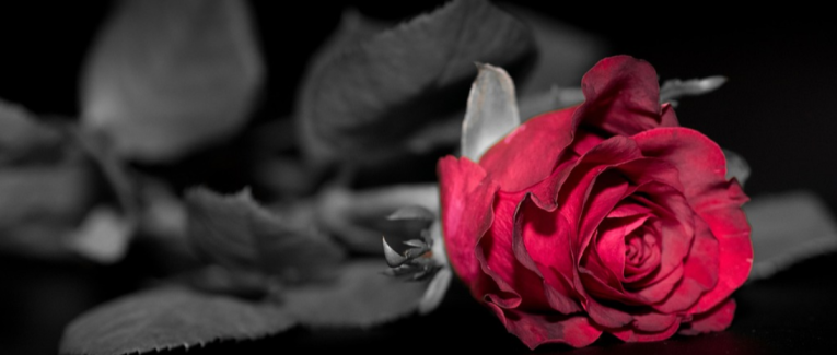 Romance, Dark romance : gare au mépris de genre !