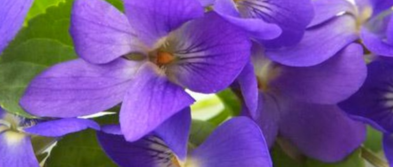 Un parfum de violette