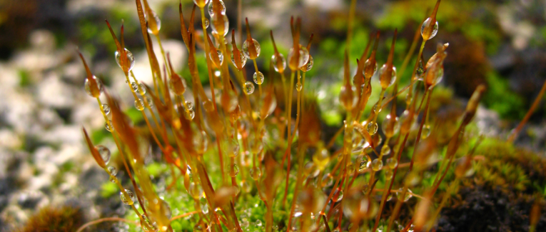 Syndrome de la page blanche