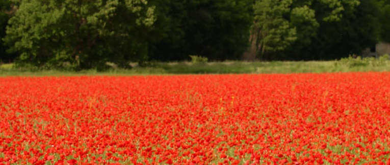 LE CHANT DE L'HÉLICE ET LA SAINTE SINÉCURE