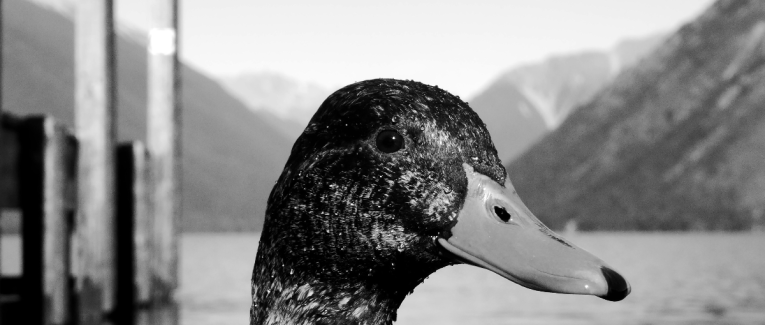 Le Canard Courgette