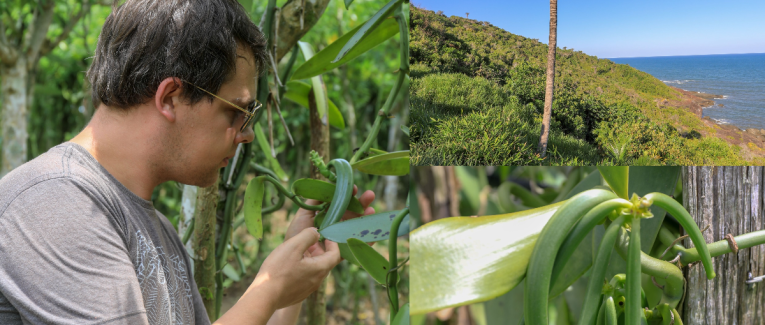 La Vanille Pompona : L'Antithèse de la Vanille que Vous Connaissez