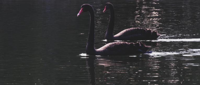 le Virus et le Cygne Noir : Black Swan en 2020