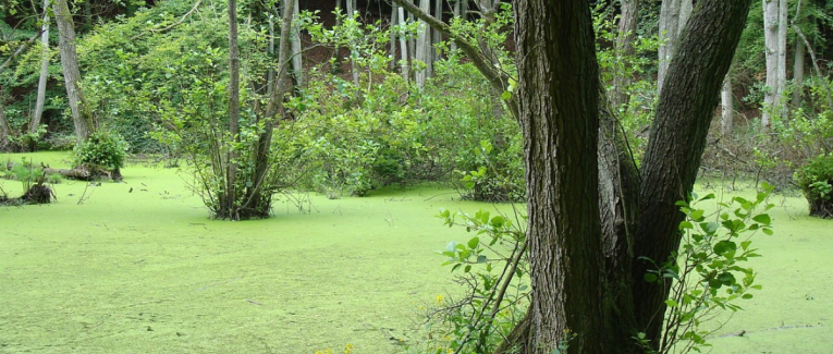 Marais