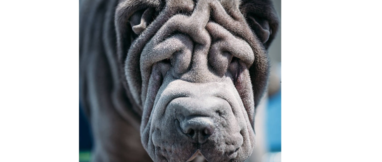 Chien bleu a le blues
