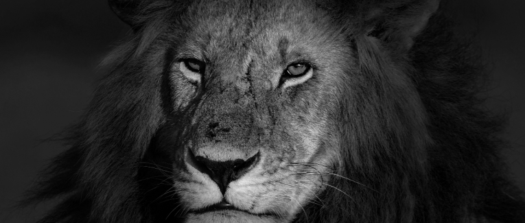 Le Lion est triste ce soir