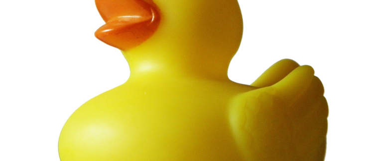 Tout sur le canard, ou presque