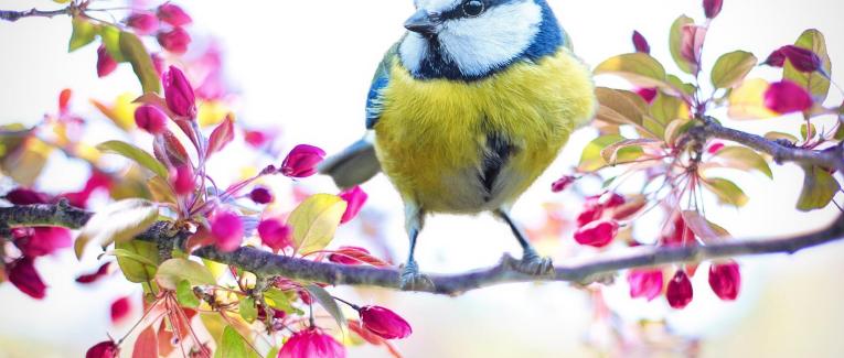 Accueil du printemps