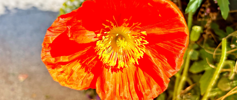 Poème adulescent
